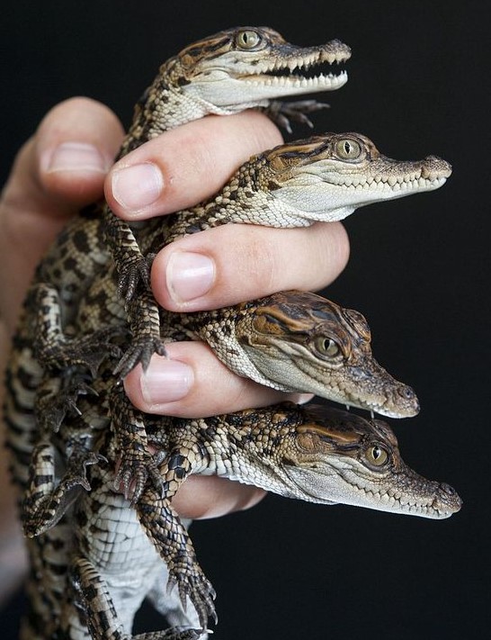 Siamese crocodile babies for adoption